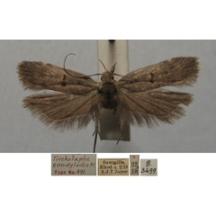 /filer/webapps/moths/media/images/C/condylodes_Trichotaphe_HTM_TMSA.jpg