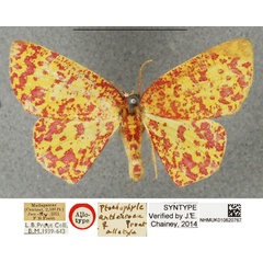 /filer/webapps/moths/media/images/A/anthocroca_Ptochophyle_AT_NHMUKa.jpg