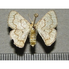 /filer/webapps/moths/media/images/O/ochrea_Cacochloris_A_Goff_01.jpg