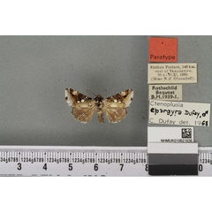 /filer/webapps/moths/media/images/E/epargyra_Plusia_PTM_BMNH_02a.jpg