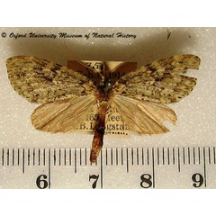 /filer/webapps/moths/media/images/A/achroa_Protosteira_A_OUMNH.jpg