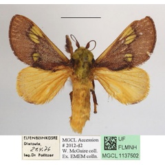 /filer/webapps/moths/media/images/P/picta_Latoia_AM_MGCLa_02.JPG