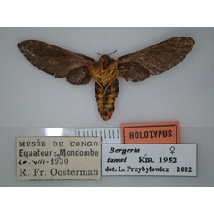 /filer/webapps/moths/media/images/T/tamsi_Bergeria_HT_RMCA_02.jpg