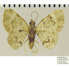 /filer/webapps/moths/media/images/D/dexiphyma_Mesocolpia_AF_ZSMa.jpg