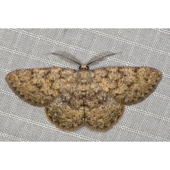 /filer/webapps/moths/media/images/P/pseudognophos_Cabera_M_Heyns_02.JPG