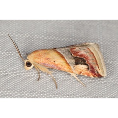 /filer/webapps/moths/media/images/G/glaucizona_Eublemma_A_Heyns_02.jpg