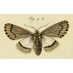 /filer/webapps/moths/media/images/S/sylviana_Diaphone_Stoll_40_4B.jpg