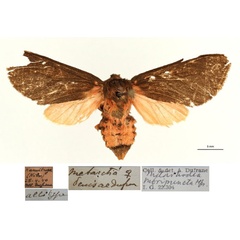 /filer/webapps/moths/media/images/D/denisae_Metarctia_AT_RBINSa.jpg