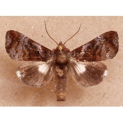 /filer/webapps/moths/media/images/A/argosticta_Plusiophaes_A_Butler.jpg