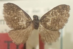 Epipyrops grandidieri