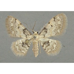 /filer/webapps/moths/media/images/F/fumilinea_Idaea_AF_TMSA_02.jpg