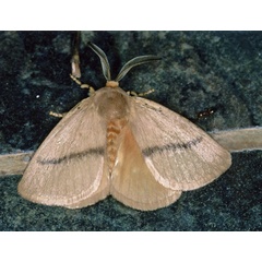 /filer/webapps/moths/media/images/R/restricta_Chrysopoloma_A_Roland_01.jpg