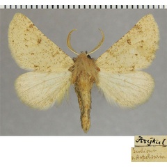 /filer/webapps/moths/media/images/A/aspersaria_Dyscia_AM_ZSMa.jpg