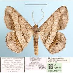 /filer/webapps/moths/media/images/S/streniata_Chiasmia_A_MGCLa_01.JPG