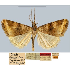 /filer/webapps/moths/media/images/B/boursini_Ozarba_HT_MNHN.jpg