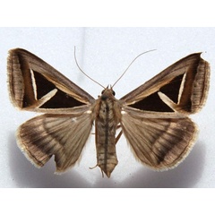 /filer/webapps/moths/media/images/H/hyppasia_Trigonodes_A_Goff.jpg