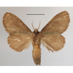 /filer/webapps/moths/media/images/A/albipuncta_Epimetula_A_MGCLb_01.JPG