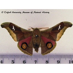 /filer/webapps/moths/media/images/D/delegorguei_Ludia_AM_OUMNH_01.jpg