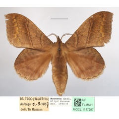 /filer/webapps/moths/media/images/M/marginepunctata_Leipoxais_AF_MGCLa_01.JPG