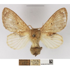 /filer/webapps/moths/media/images/C/congregarius_Diapalpus_AF_NHMUK_01.jpg