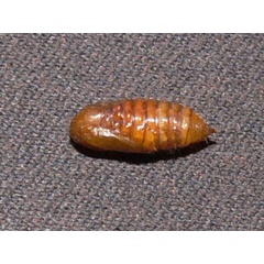 /filer/webapps/moths/media/images/P/pygmaea_Euproctis_P_Goff_02.jpg