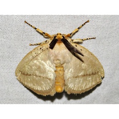 /filer/webapps/moths/media/images/R/restricta_Chrysopoloma_A_Braun.jpg