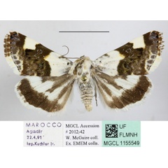 /filer/webapps/moths/media/images/L/lucida_Acontia_MGCLa_02.JPG