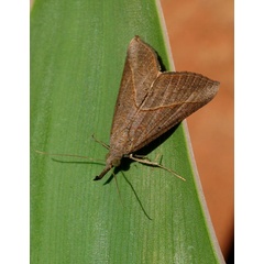 /filer/webapps/moths/media/images/O/obacerralis_Hypena_A_King.jpg