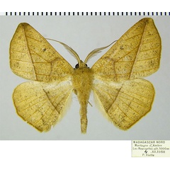 /filer/webapps/moths/media/images/I/insularia_Psilocerea_AM_ZSMa.jpg