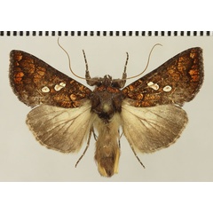 /filer/webapps/moths/media/images/C/cupreomicans_Thysanoplusia_AM_Stadie.jpg