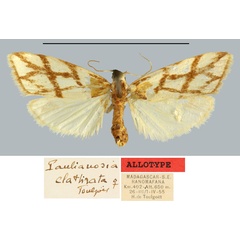 /filer/webapps/moths/media/images/C/clathrata_Paulianosia_AT_MNHN.jpg