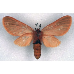 /filer/webapps/moths/media/images/H/henrardi_Metarctia_PT_RMCA_02.jpg