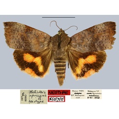 /filer/webapps/moths/media/images/A/apricans_Heliothis_NT_MNHN.jpg