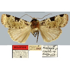 /filer/webapps/moths/media/images/S/sexalata_Mentaxya_HT_MNHN.jpg