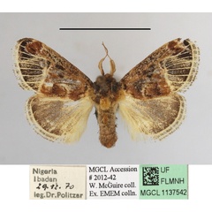 /filer/webapps/moths/media/images/N/nervosa_Zinara_A_MGCLa_02.JPG