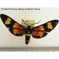 /filer/webapps/moths/media/images/M/madagascariensis_Euchromia_A_OUMNH_02.jpg