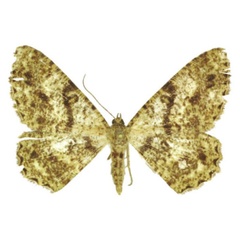 /filer/webapps/moths/media/images/O/orientalis_Afroracotis_PTF_ANHRT.jpg