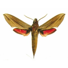 /filer/webapps/moths/media/images/G/gracilis_Hippotion_AM_EMEMa.jpg