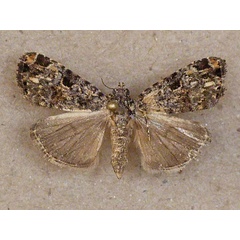 /filer/webapps/moths/media/images/N/nyctostola_Iamboides_A_Butler.jpg