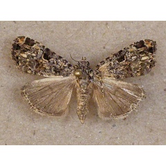 /filer/webapps/moths/media/images/N/nyctostola_Iamboides_A_Butler.jpg