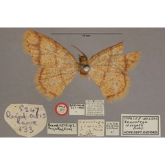 /filer/webapps/moths/media/images/I/irrorata_Xenostega_HT_OUMNH_01.jpg