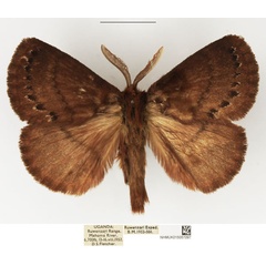 /filer/webapps/moths/media/images/L/leucocyma_Philotherma_AM_NHMUK_02.jpg