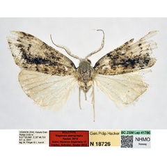 /filer/webapps/moths/media/images/P/psarographa_Meganola_HT_NHMO_cBL9WEX.jpg