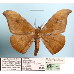 /filer/webapps/moths/media/images/C/cinerea_Megadrepana_A_MGCL.jpg