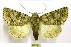 Acronicta verbenata