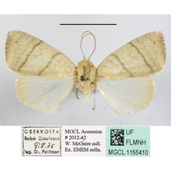 /filer/webapps/moths/media/images/A/arcuata_Maurilia_A_MGCL_01.jpg
