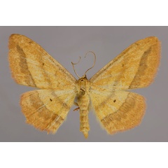 /filer/webapps/moths/media/images/B/bistrigata_Scopula_A_ZSM_01.jpg