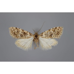 /filer/webapps/moths/media/images/U/undulata_Nola_AT_BMNH.jpg