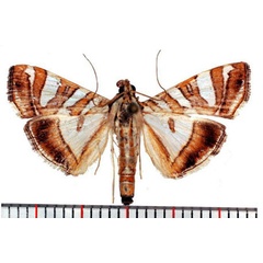 /filer/webapps/moths/media/images/S/stolalis_Glyphodes_AM_SMNH.jpg