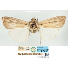 /filer/webapps/moths/media/images/C/curvula_Leucania_STM_BMNH.jpg